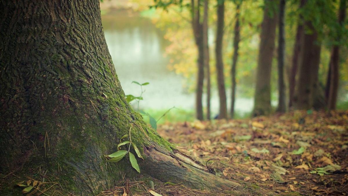 One Oak, la startup que planta árboles por cada complemento de ropa qu