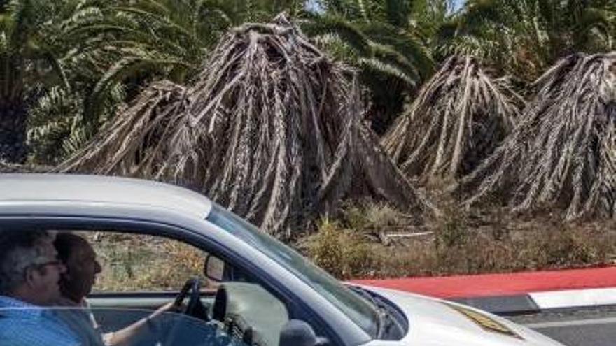 Un oasis para el picudo rojo en la Vega Baja