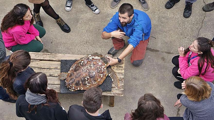 Tornen amb novetats els cursos   sobre animals de l’Oceanogràfic  | FOTOS LEVANTE-EMV