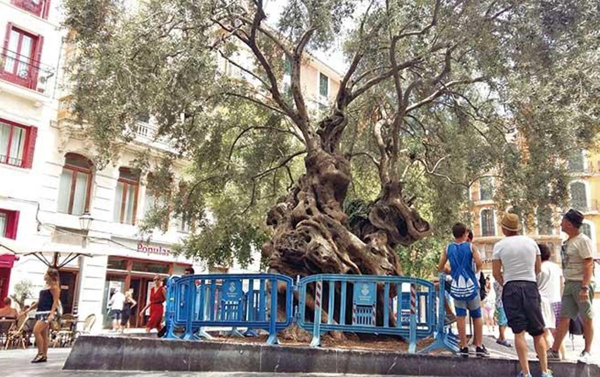 Cort protege la olivera centenaria