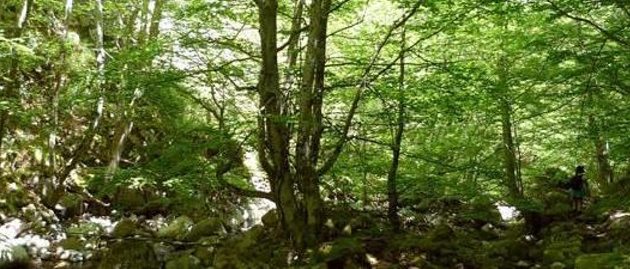 Bosque de Lindes. Parque Natural de las Ubiñas, Asturias.