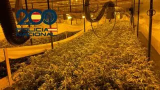 Desarticulan una inmensa plantación de marihuana en una nave industrial de Alcalá de Guadaíra