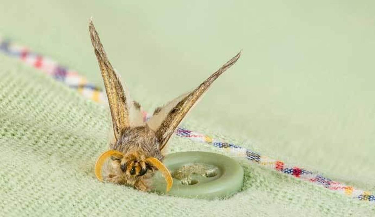 Trucos para eliminar los insectos ocultos en los rincones de casa