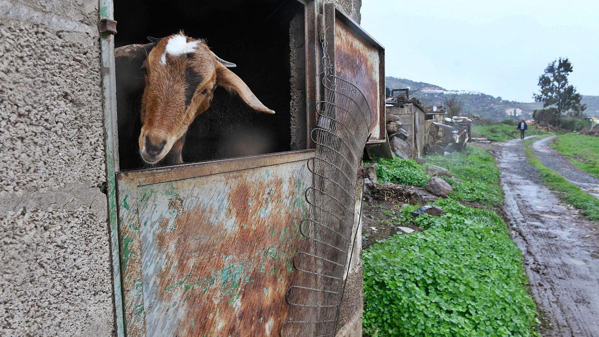 Una cabra, en una de las propiedades de Lomo Caballo, ayer, en el municipio de Ingenio. | | JUAN CASTRO