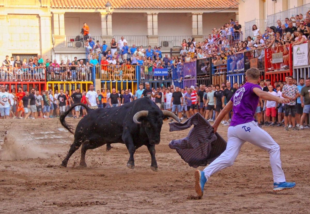 Los toros volverán a ser parte fundamental de las fiestas de Sant Bertomeu de Nules.