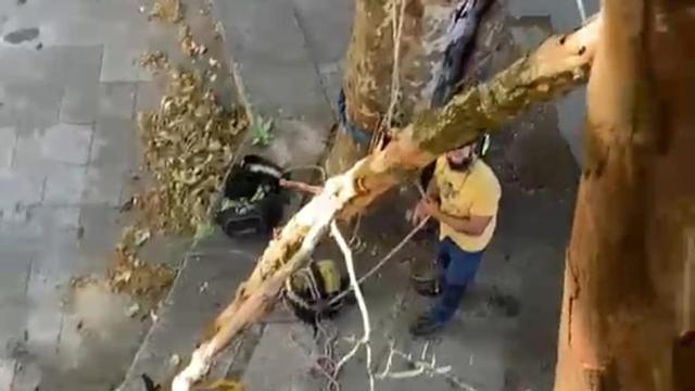 Trabajos de poda en Darbo. | FDV