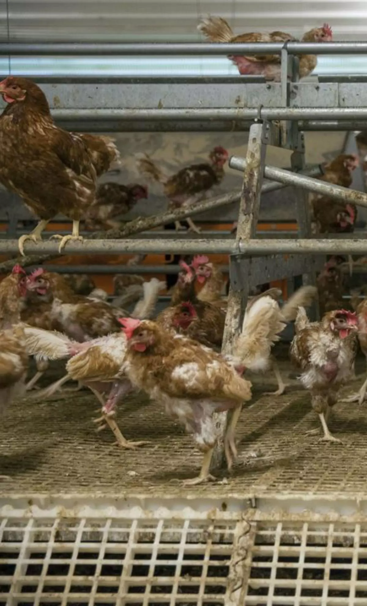 El Gobierno confina aves de corral en 138 municipios para prevenir la gripe aviar