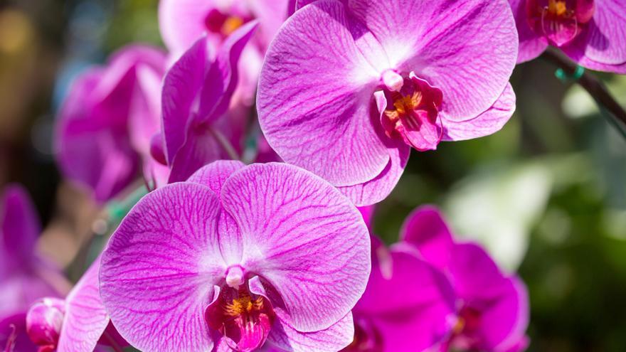 Los trucos para que las orquídeas florezcan todo el año