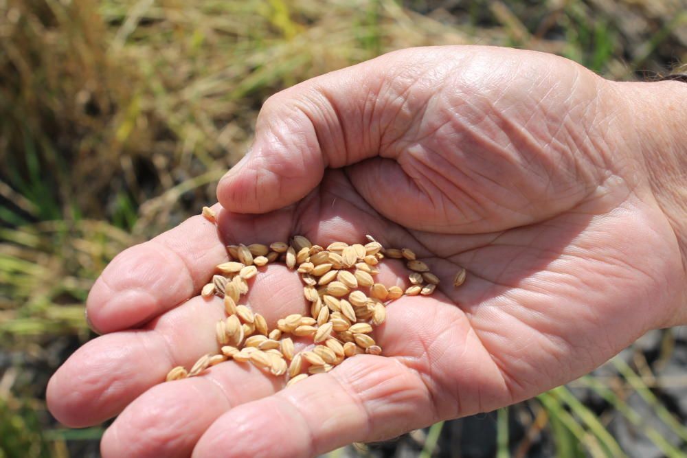 Alicante recupera el "arroz bombón", que dejó de cultivarse hace 51 años