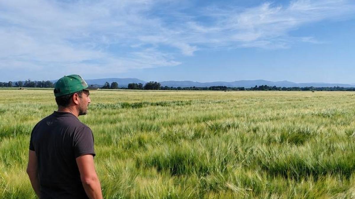 Cultivos de cebada en A Limia