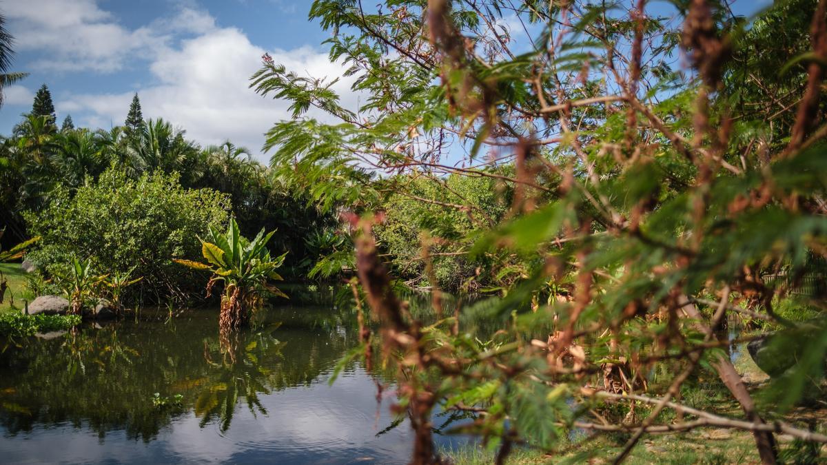 Palmétum, en Santa Cruz.