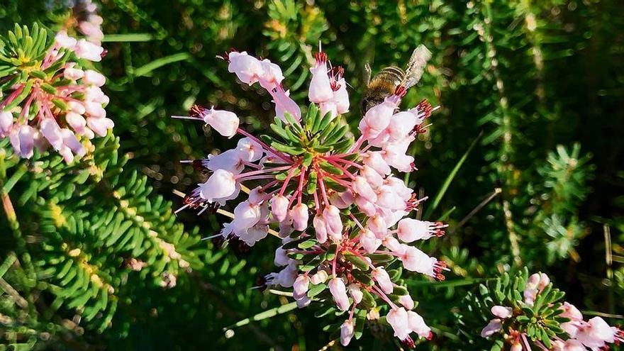 Die pinkfarbenen Blüten der „Erica multiflora&quot; haben die Form kleiner Glocken. Diese bilden an den Zweigenden Kronen.