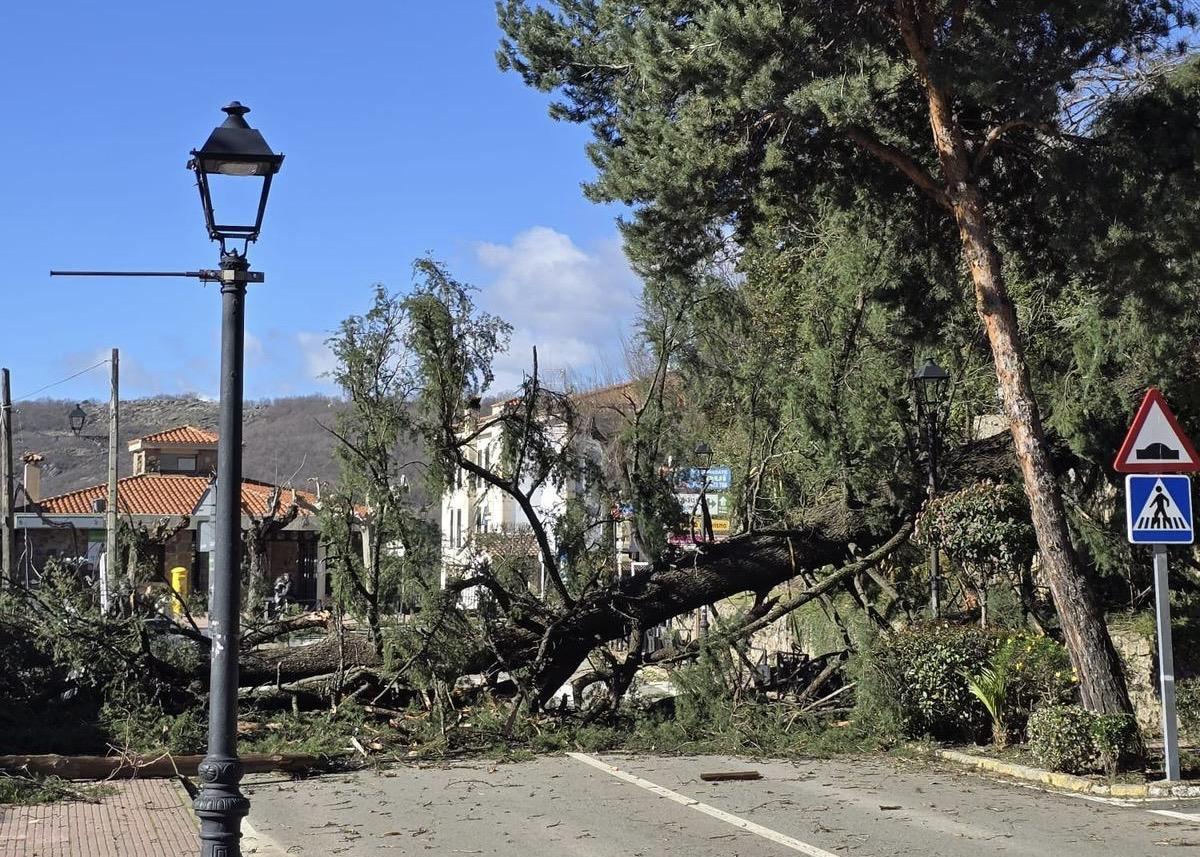 Imagen de los árboles caídos junto al Parador de Jarandilla, extraída de un vídeo.