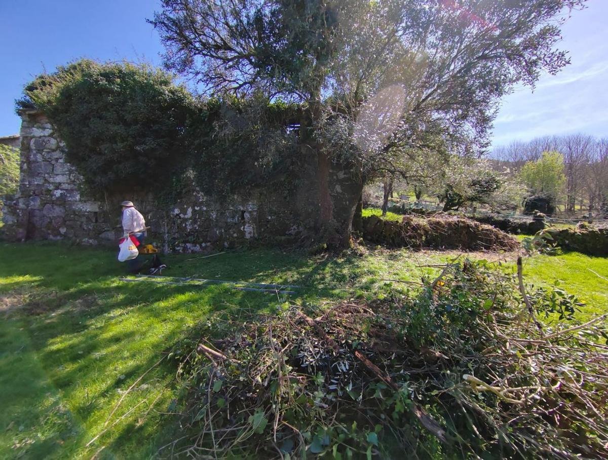 A esquerda, a oliveira, antes da intervención; arriba, a centenaria
árbore, despois do saneamento (arriba). 