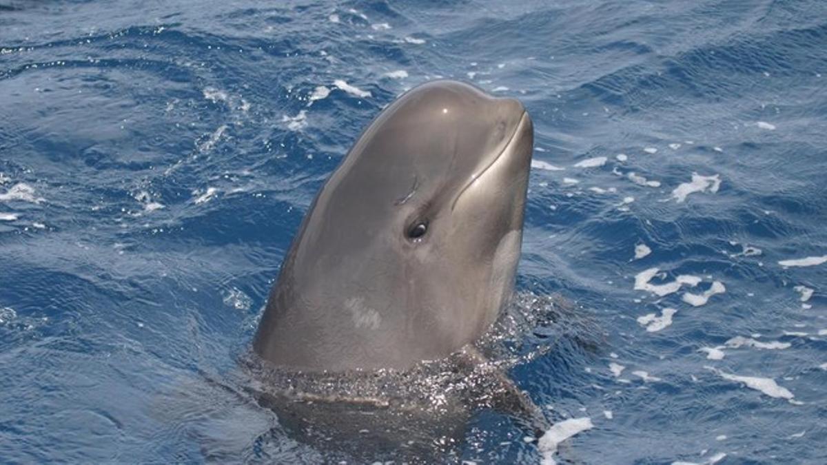 Ejemplar de calderón o ballena piloto de aleta larga.