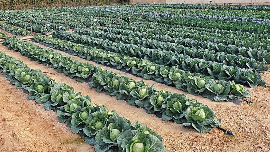 Parcela de cultivo de brásicas en el Campo de Cartagena.