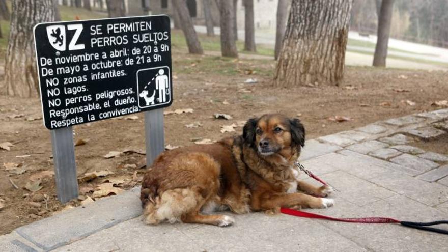 Zaragoza acota los puntos donde poder dejar sueltos a los perros