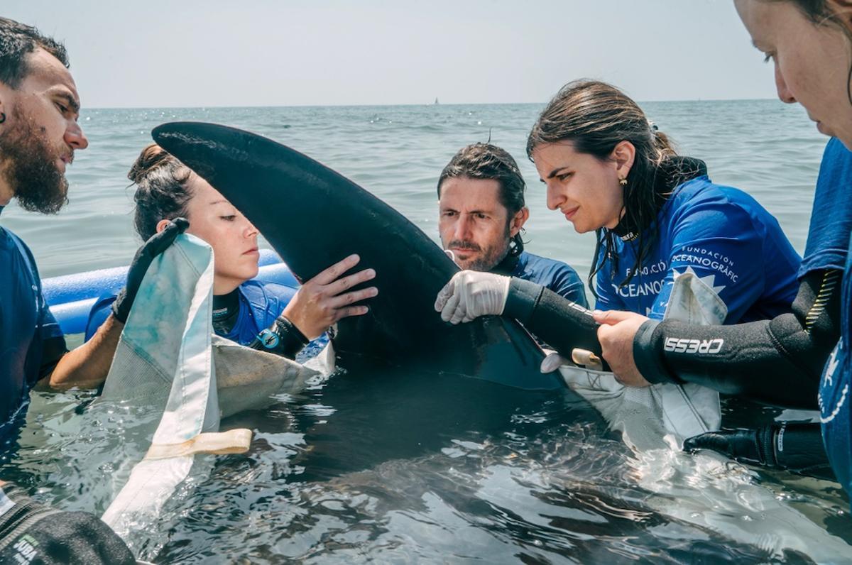 Imagen cedida por la Fundación Oceanogràfic del equipo de rescate con la manta.
