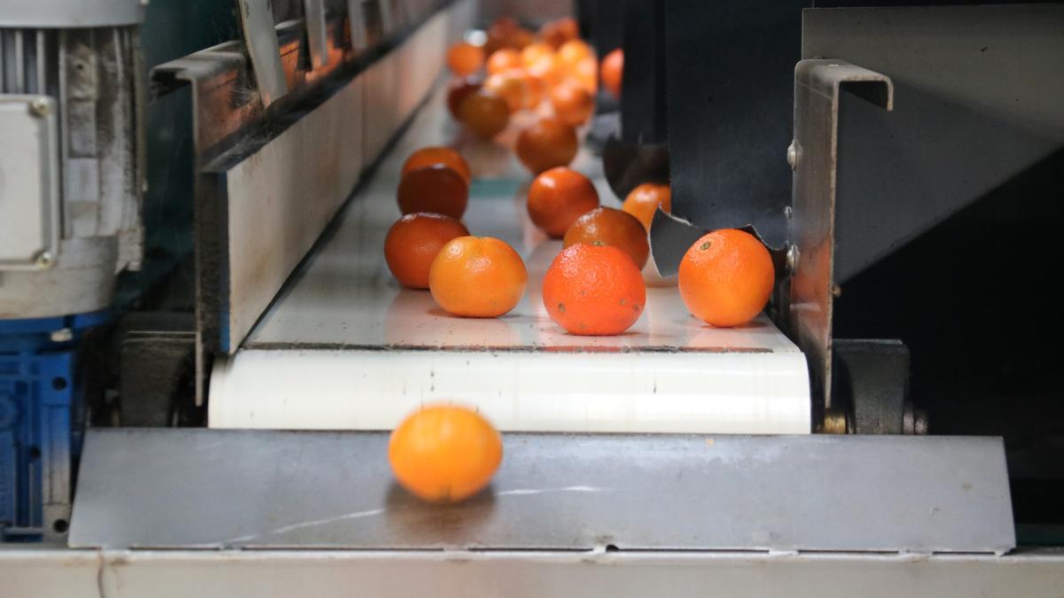 Primer pla de mandarines