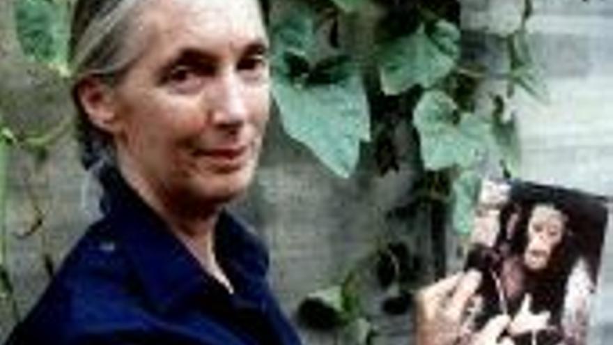 Premian el trabajo de Jane Goodall sobre vida salvaje