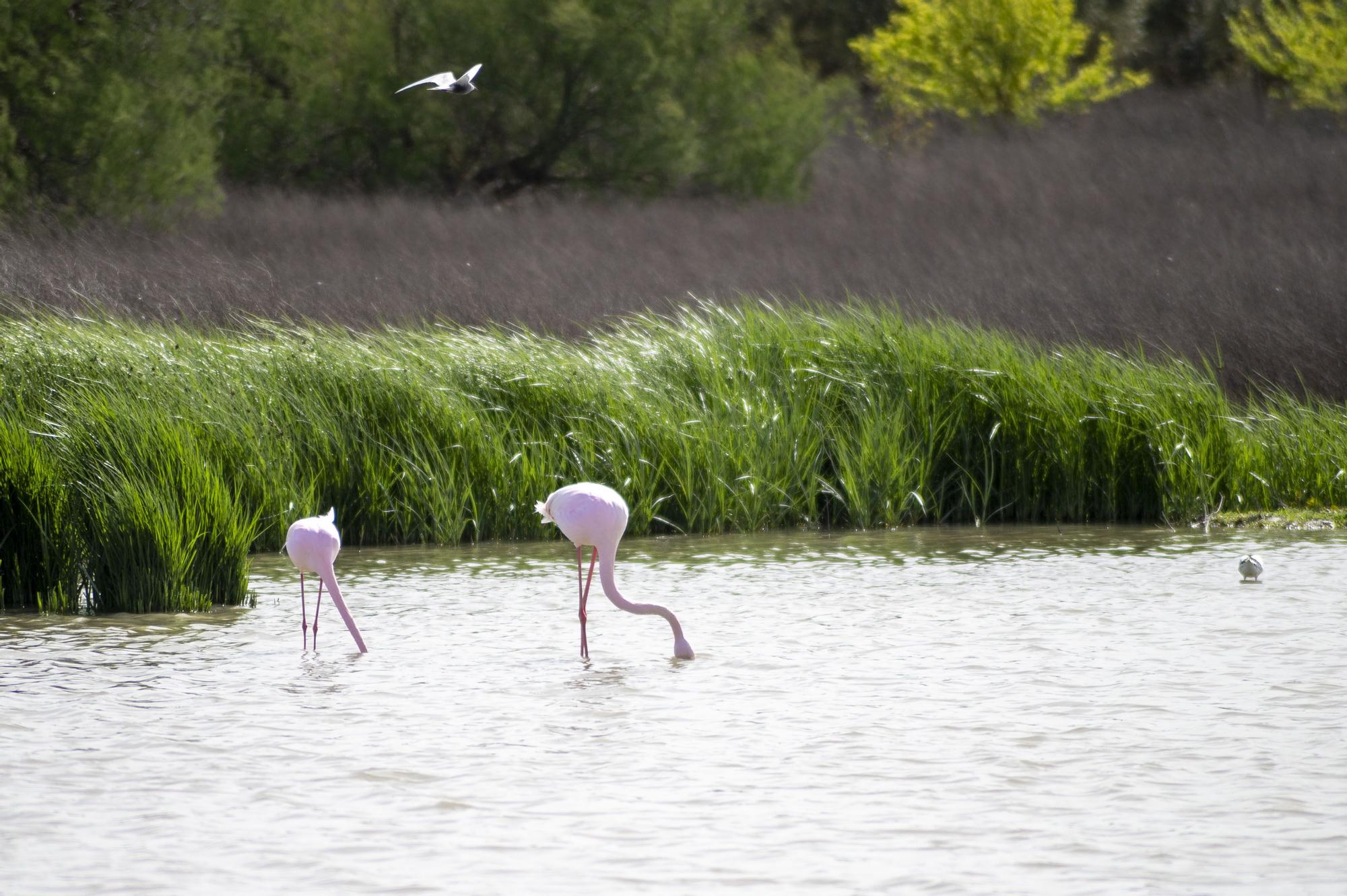 Flamencos en la Laguna de Fuente de Piedra, en abril de 2024.