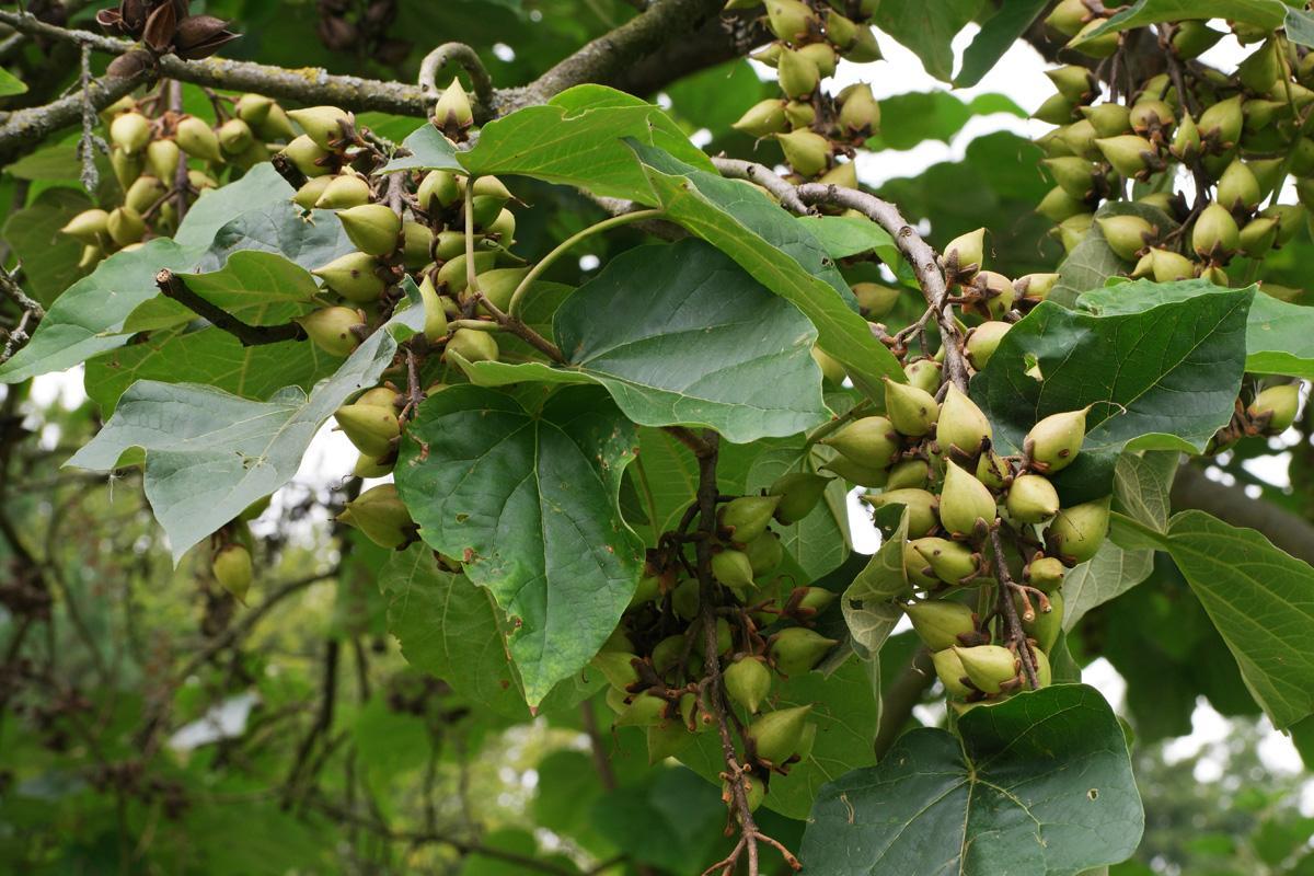 Frutos del árbol, que dispera una gran cantidad de semillas