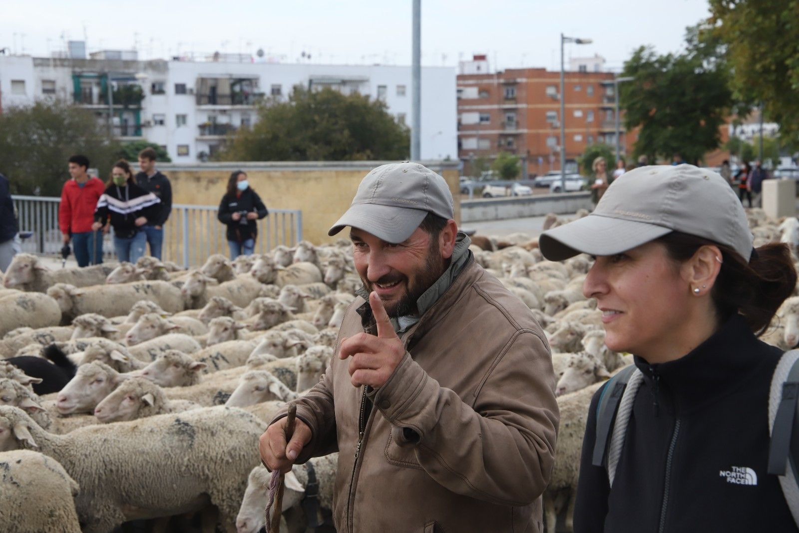 Cientos de ovejas de la ganadería Las Albaidas cruzan Córdoba