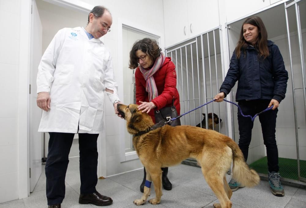 Visita al perro Nicolás en la clínica donde lo atienden de la brutal paliza