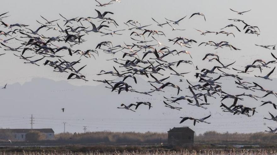 Panorámica del lago de l’Albufera con colonias de flamencos y moritos. | G.CABALLERO