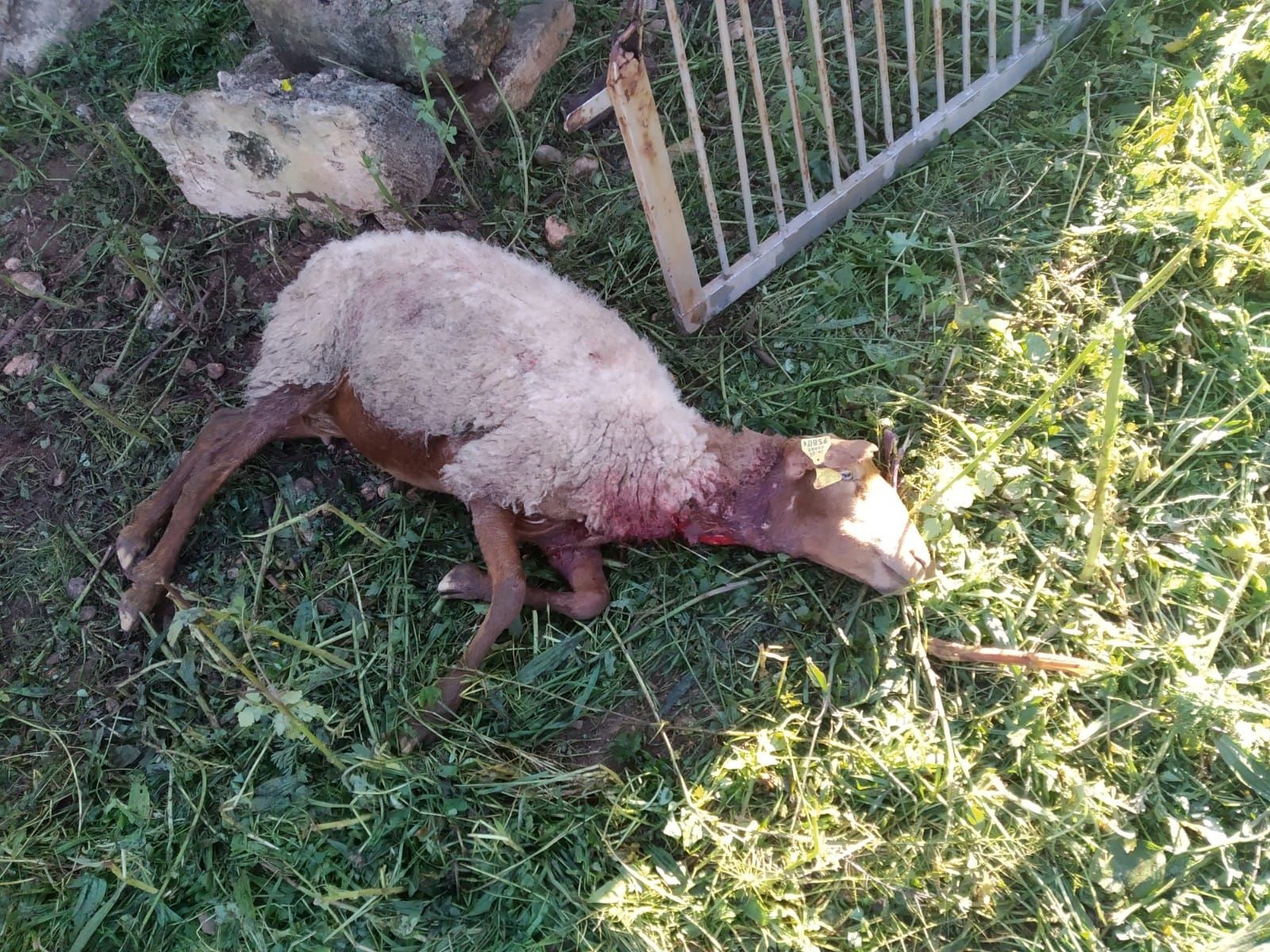 Tres perros matan a 60 ovejas embarazadas en Llucmajor