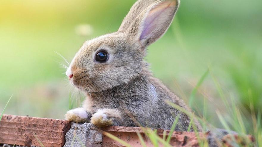 Los conejos causan cada vez más problemas ecológicos