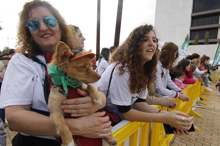 Una día muy perruno en la Canicross de Córdoba