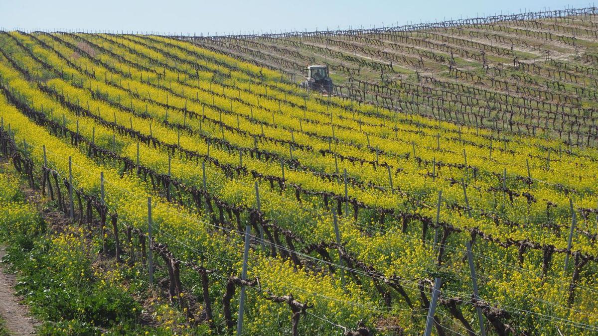 Un tractor labra el viñedo ecológico con el que Bodegas Robles cuenta en el paraje de Villargallegos de Santaella.