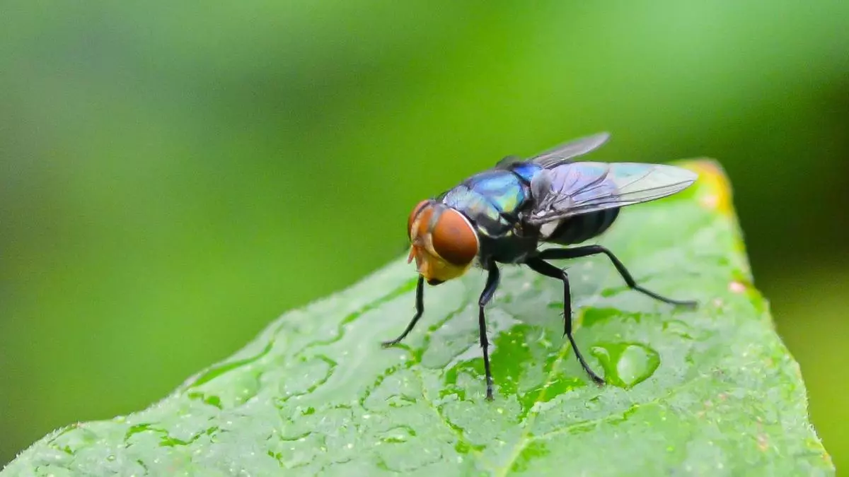 La sorprendente importancia de las moscas para las personas y la naturaleza