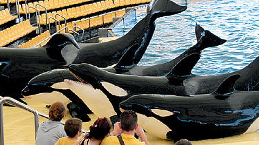 Un momento del espectáculo de las orcas en el Loro Parque.  LP / DLP