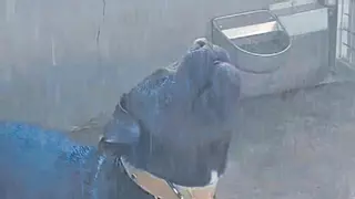 Los perros de Las Carboneras en Santa Lucía se refrescan y chupan polos