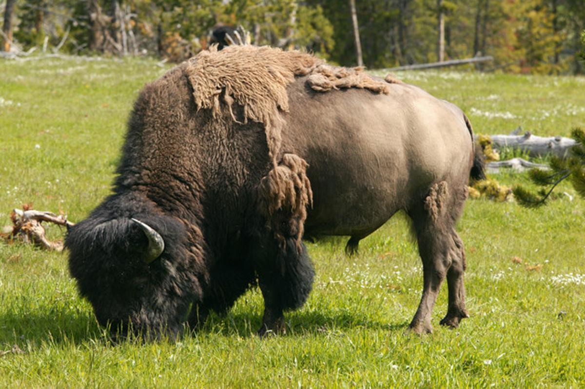 Un bisó americà al Parc nacional de Yellowstone, EUA. Un bisó americà al Parc nacional de Yellowstone, EUA.