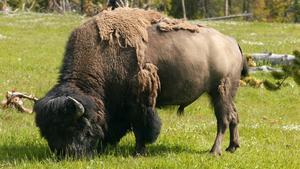 Un bisó americà al Parc nacional de Yellowstone, EUA.