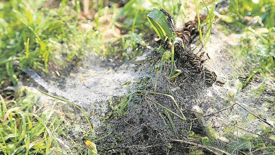 El Consejo Regulador alerta de la aparición de nidos de oruga peluda en los viñedos