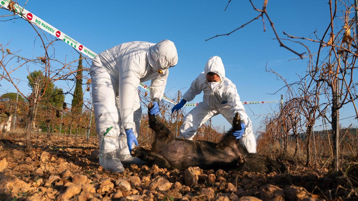 Efectius del cos d’Agents Rurals recull un exemplar de senglar mort