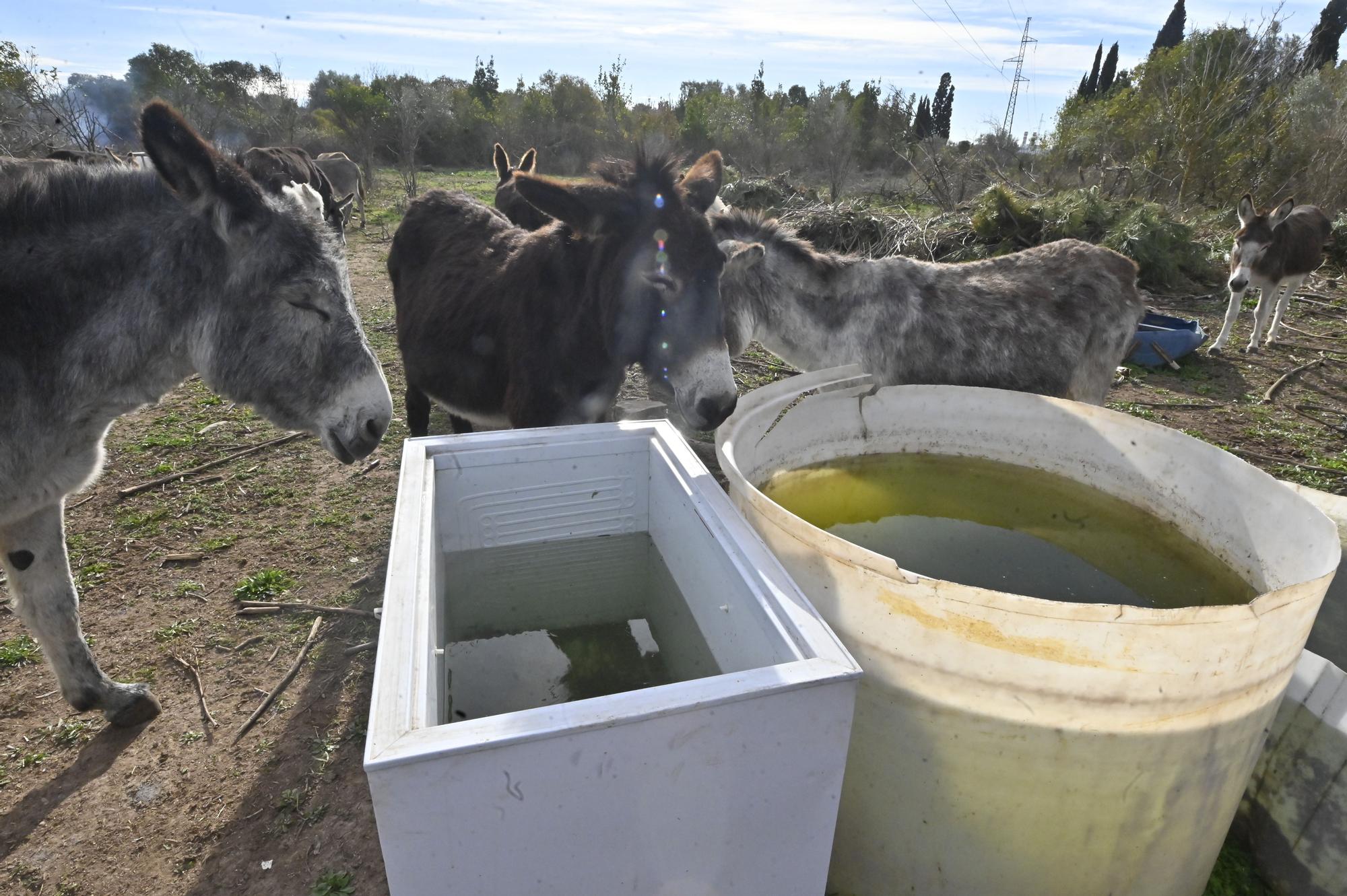 La nueva vida de los burros del Desert de les Palmes, en imágenes