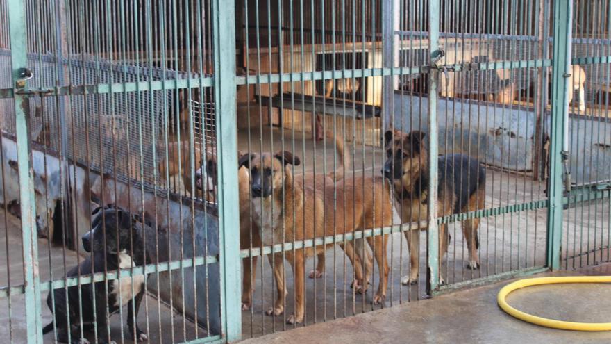 L’Ajuntament de la Jonquera assumirà la recollida d’animals per «millorar el servei»