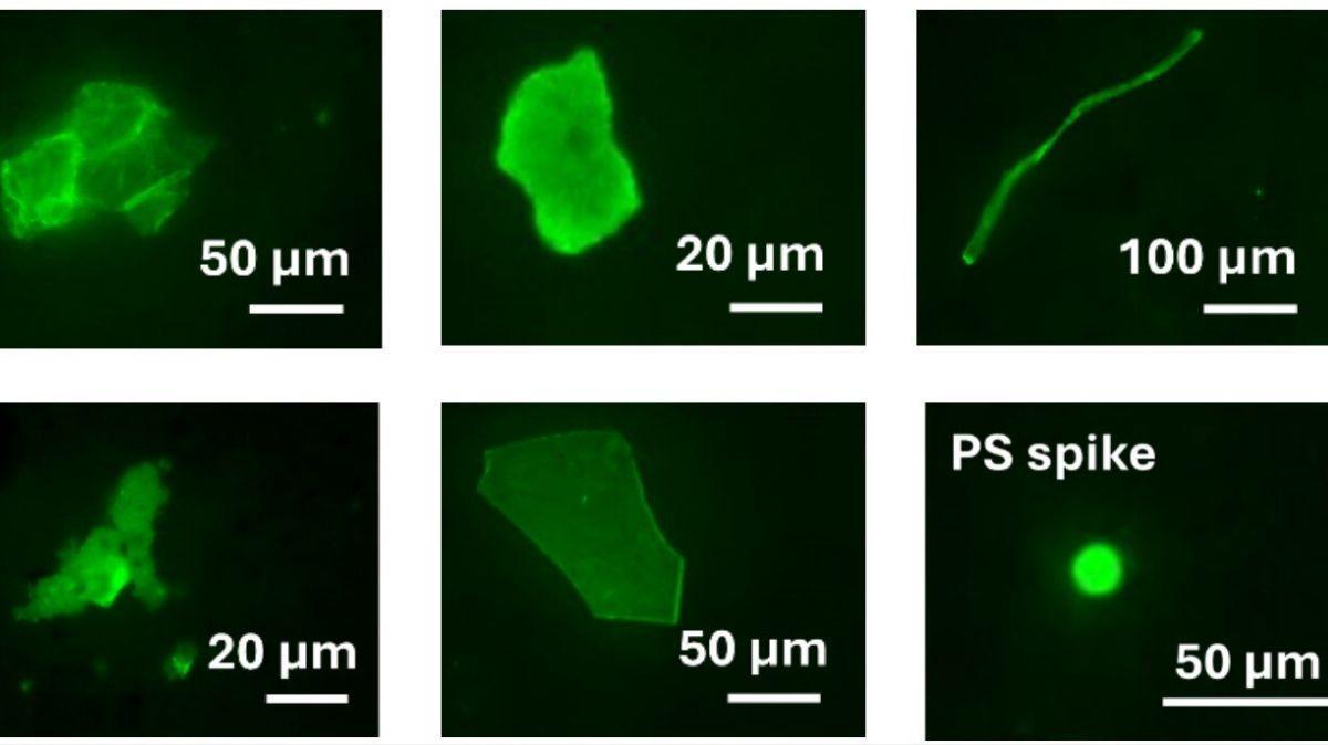 Diversidad morfológica de nanoplásticos visualizada mediante microscopía de fluorescencia en el continente blanco.