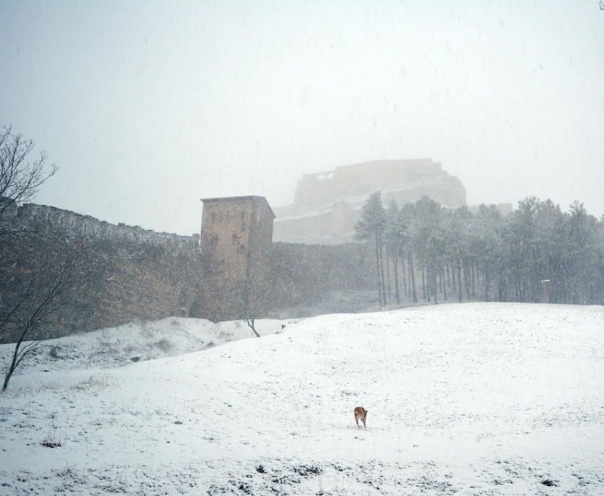 Morella