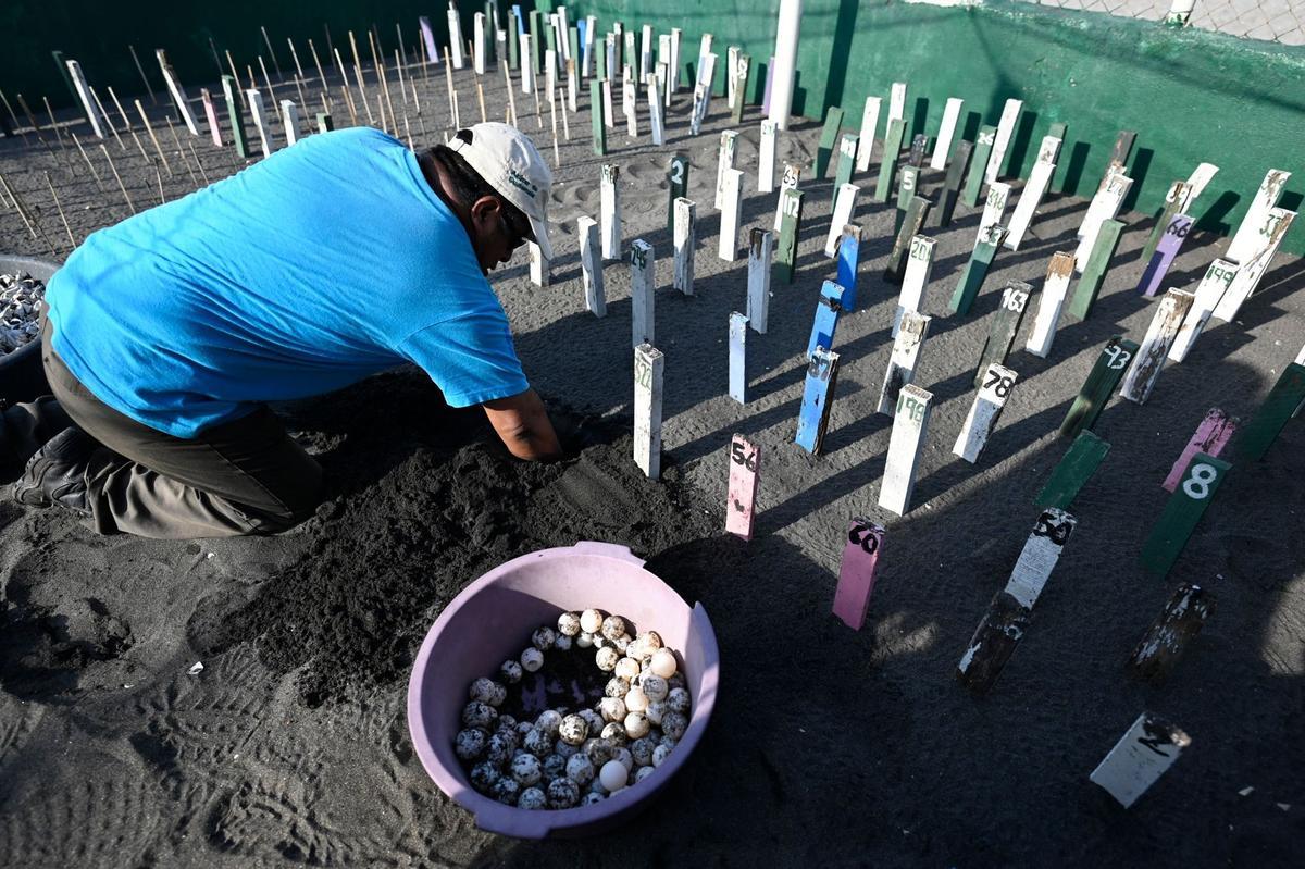 Crías de tortuga negra (Chelonia mydas agassizzii) se dirigen hacia el mar tras de ser liberadas en la playa de Sipacate, a unos 135 km al sur de Ciudad de Guatemala, el 19 de octubre de 2022.