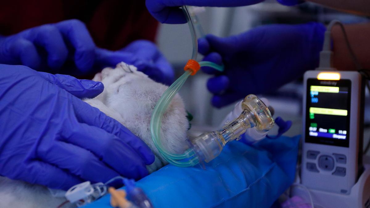 Estabilizacin inicial del neonato de modelo ovino tras su paso por el sistema de incubadora lquida
