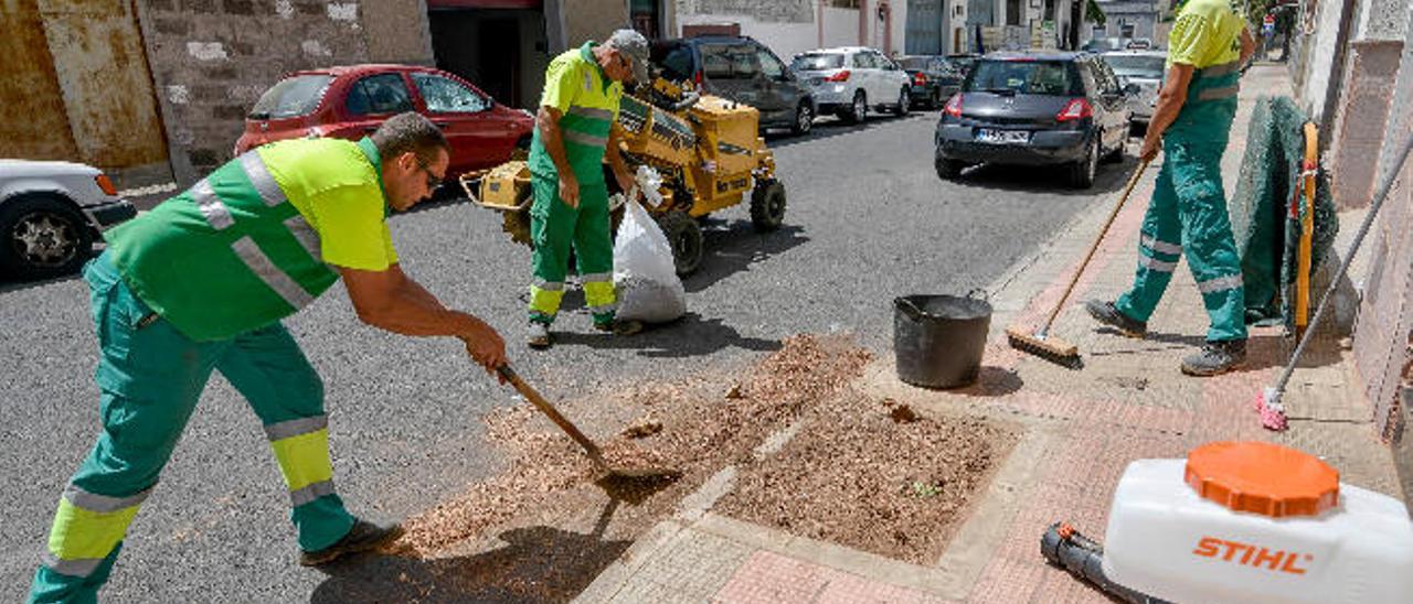 Matanza de árboles en La Galera