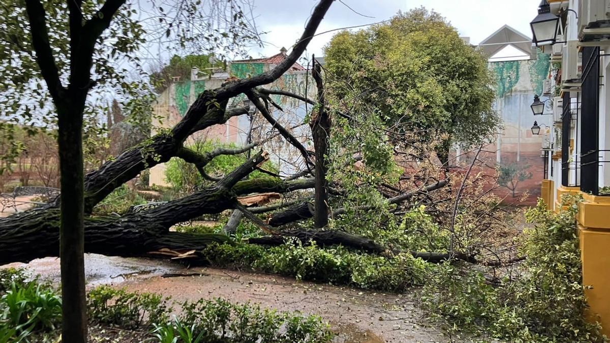 Árbol tumbado por el viento en el jardín de los Poetas, en Córdoba capital.