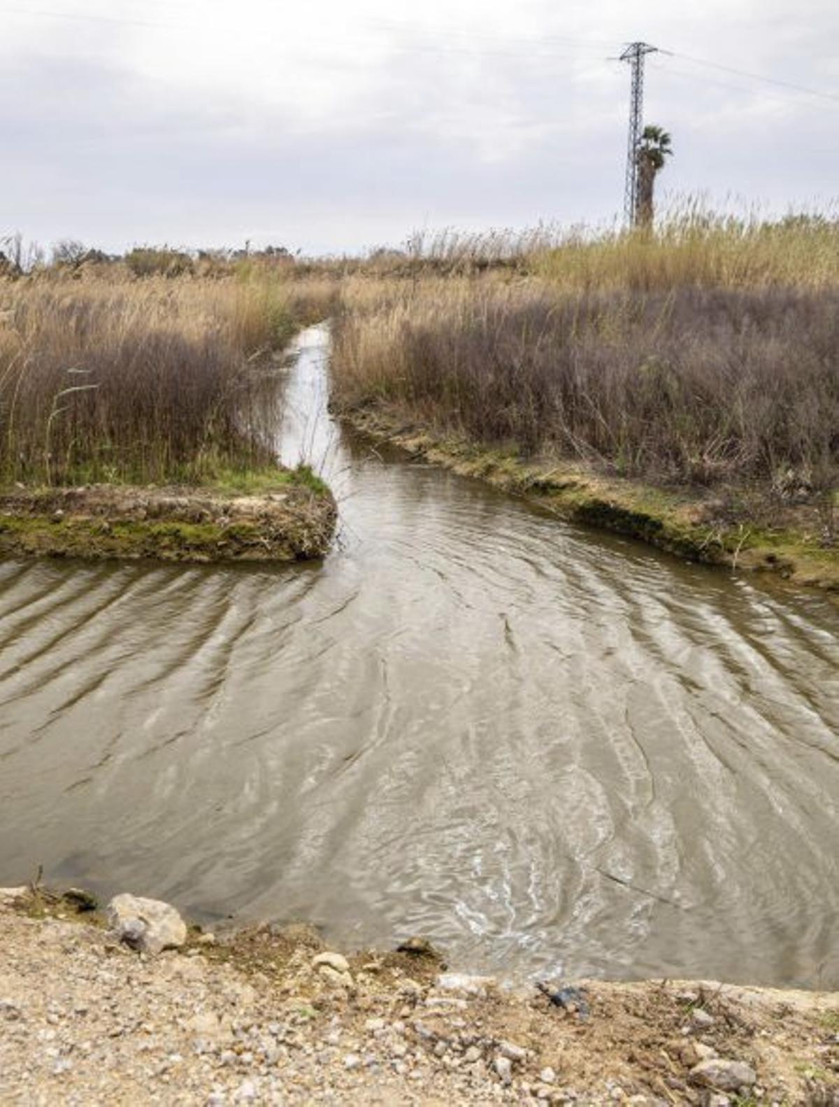 La millora de les llacunes del Remolar estarà a la primavera