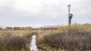 La millora de les llacunes del Remolar estarà a la primavera